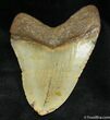 Megalodon Tooth From SC #933-2